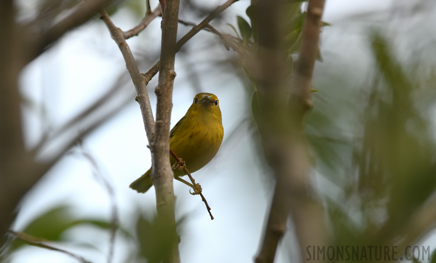 Setophaga petechia [400 mm, 1/1600 sec at f / 7.1, ISO 1600]